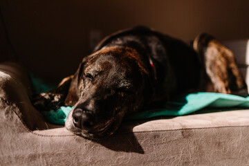 Senior Brindle Plott Hound Napping on Dog Bed in the Sun in Colorado