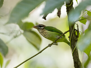 A GREEN FLYCATCHER OSERVING  WHILE SITTING ON A TREE, Generative AI