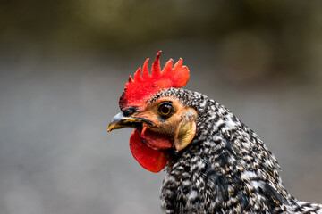 A portrait view of chicken with colorful feathers, Generative AI