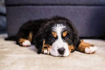 Front portrait of Bernese Mountain Dog puppy laying down on carpet