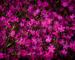 Fototapeta na wymiar Field of violet flowers in spring