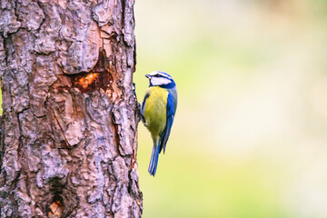 The great tit (Parus major) is a passerine bird