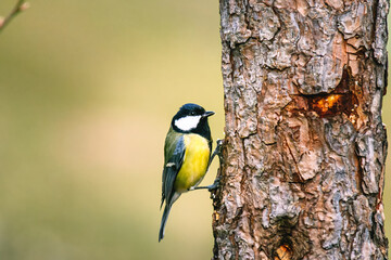 Obraz premium The great tit (Parus major) is a passerine bird i