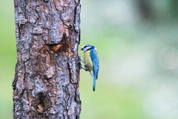The great tit (Parus major) is a passerine bird