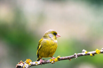 Obraz premium European Greenfinch-The European Greenfinch, or just Greenfinch