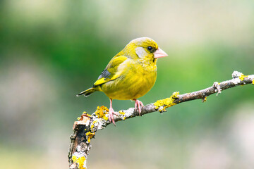 European Greenfinch-The European Greenfinch, or just Greenfinch