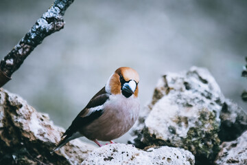 Hawfinch drinking from a puddle