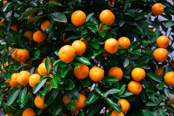 Background of orange ripe tangerines on a green bush with many leaves in Hanoi.
