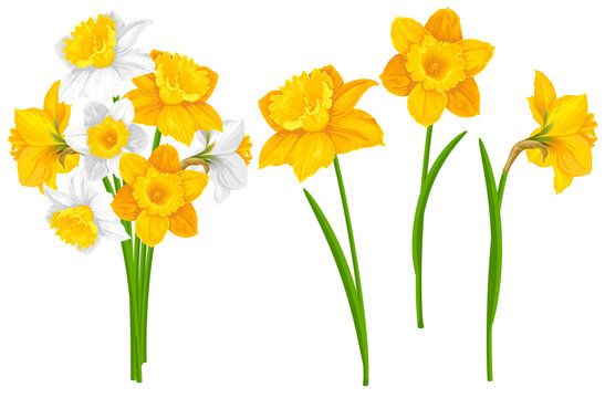 Yellow and white daffodils flowers, green leaves and stems. Cartoon drawings set. Separately flowers and cute spring bouquet of narcissus. Isolated on white background. Vector illustration