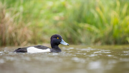 Tufted duck floating on the water with grass in the background