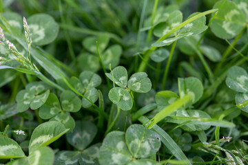 雑草の中のクローバー