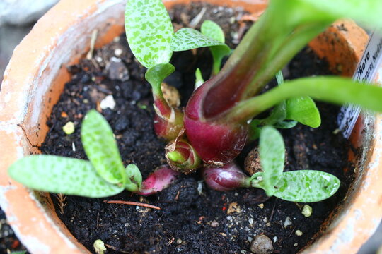 Scilla pauciflora cebulica