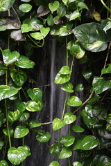 A Mini Waterfall on the Wall Covered with Global Green Pothos Leaves