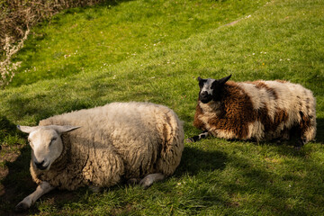 Fototapeta premium A pair of sheep lying down in the grass in the Dutch countryside. Farmed animals in the Netherlands on sunny summer day