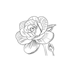 Beautiful Roses Coloring Book line art vector.