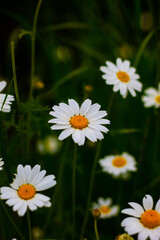 daisies in a garden