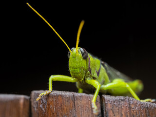 a green grasshopper close up