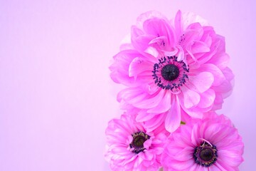 ピンク色のアネモネ