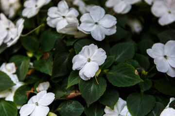 Blooming petals and leaves  of impatiens sodenii