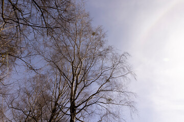 Birch tree branches in the park in spring sunny weather