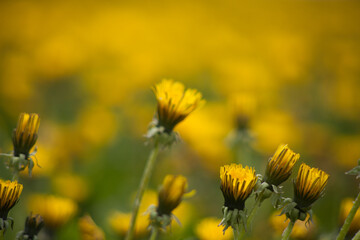 Dandelion family yellow background image blur plant
