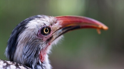Portrait of a red-billed hornbill