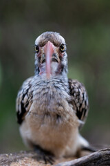 Portrait of a red-billed hornbill