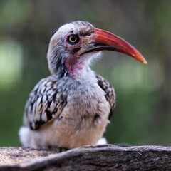 Portrait of a red-billed hornbill