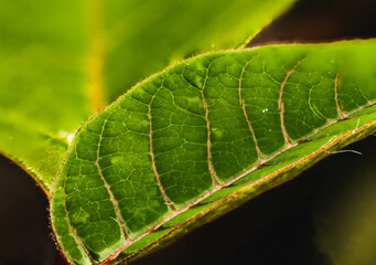 Green flower leaf macro photography close up view