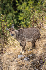 A goral standing on the edge of the precipice. - obrazy, fototapety, plakaty