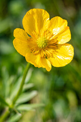 wild flowers in a meadow of the valley of Lietariegos in Asturias, Spain