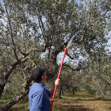 Image of a farmer in the countryside who cuts the branches of a tree with a telescopic saw. Spring pruning of an olive tree.
