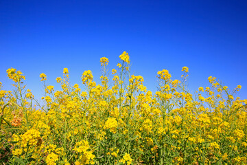 Yellow rape flower bloom in the farm