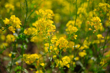 Yellow rape flower bloom in the farm