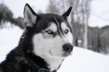 Siberian Husky with blue eyes in the forest in winter
