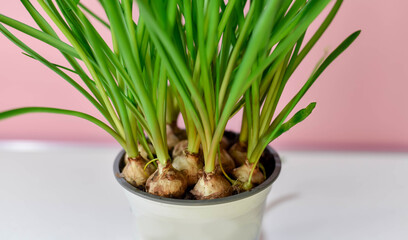 Blue muscari flowers on a pink background. Spring flowers background with place for text