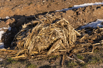 the remains of dry plants left after the corn harvest