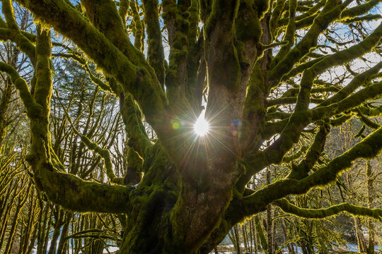 Sun coming through mossy tree in Olympic National Park