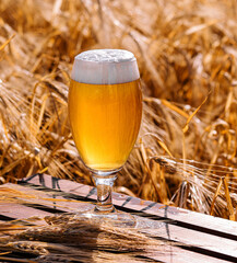 Glass of beer against wheat field