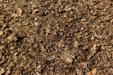 old leaves fallen in autumn on the ground in the spring season