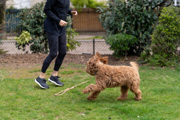 person playing with dog