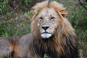 Fototapeta premium male lion resting in daylight 