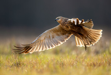 Marsh harrier male ( Circus aeruginosus ) in flight