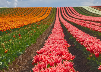 Sea of ​​flowers from colorful blooming tulips with waves