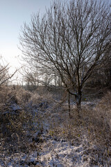 Bare deciduous trees in the forest in winter