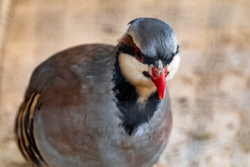 A Red legged partridge at zoo