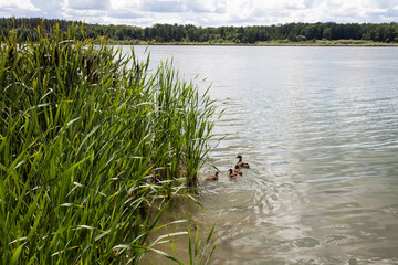 Wild ducks swim among tall grass, along a picturesque river, against the backdrop of a forest on a bright, sunny day with a cloudy sky.