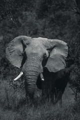Fototapeta na wymiar Elephant walking in the South African bush 