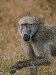 baboon sitting on the ground