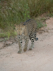 Fototapeta na wymiar leopard walking in the bush
